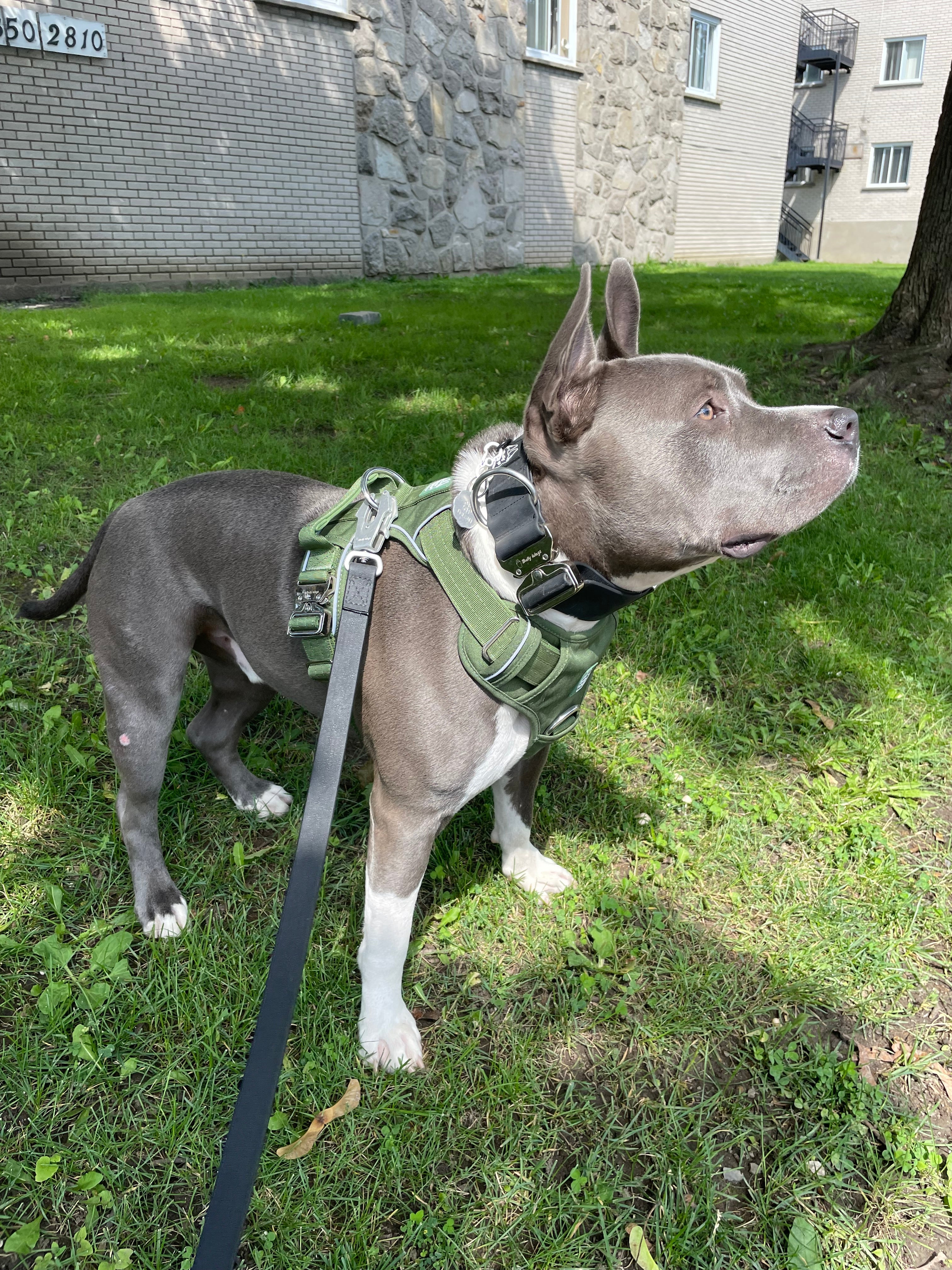 Dog wearing a green harness standing on grass with a building in the background