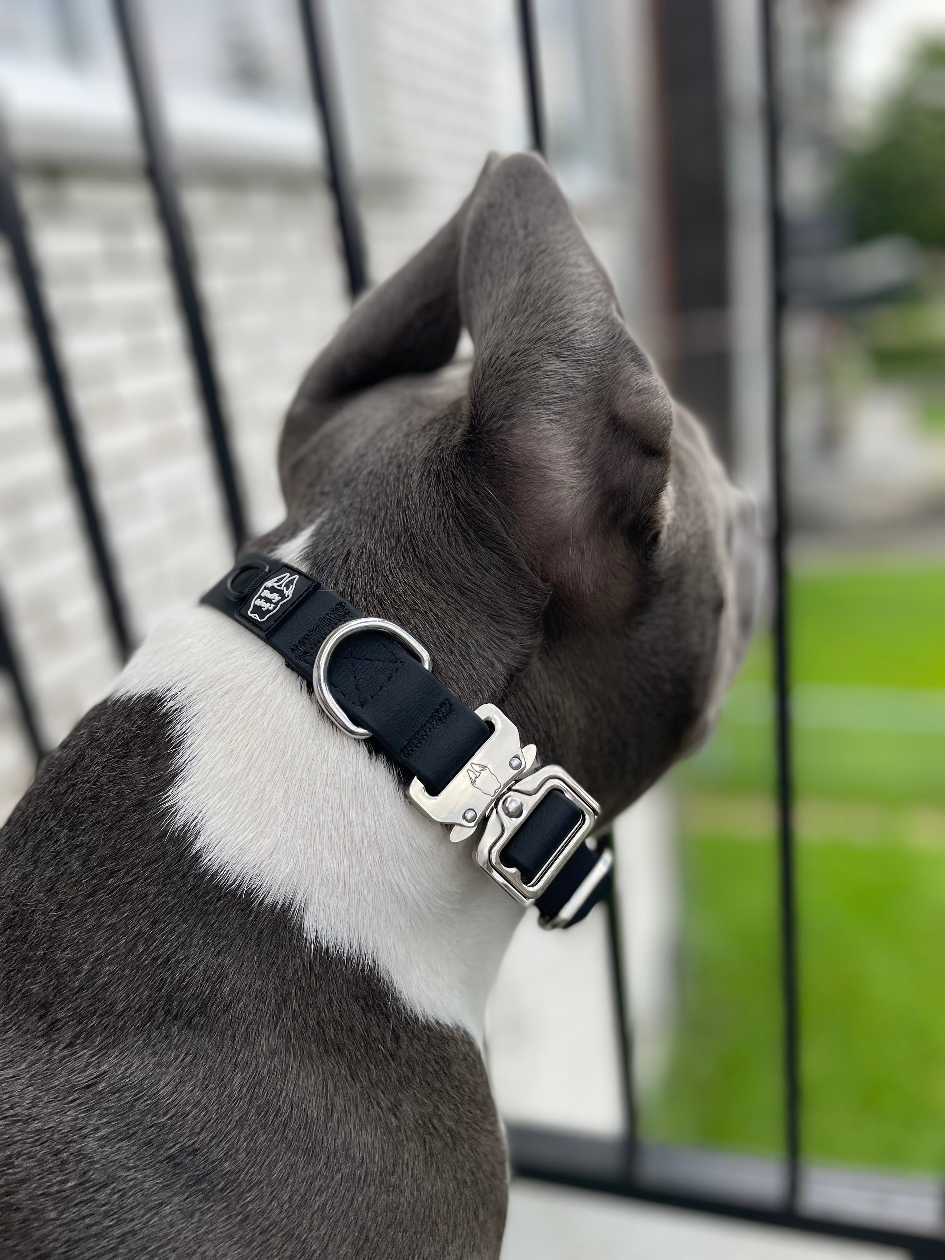 Dog wearing a black dog collar
