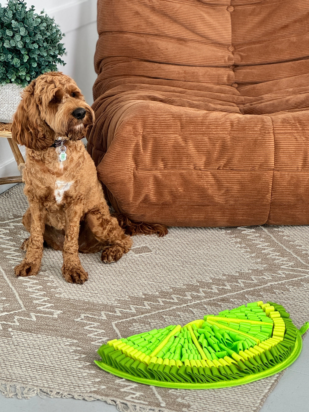 Dog sitting on a rug next to a green and yellow pet toy in a living room.
