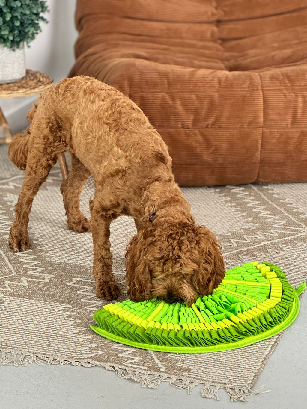 Dog interacting with a green and yellow snuffle mat on a carpeted floor.