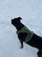 Black dog wearing a green harness on a snowy ground