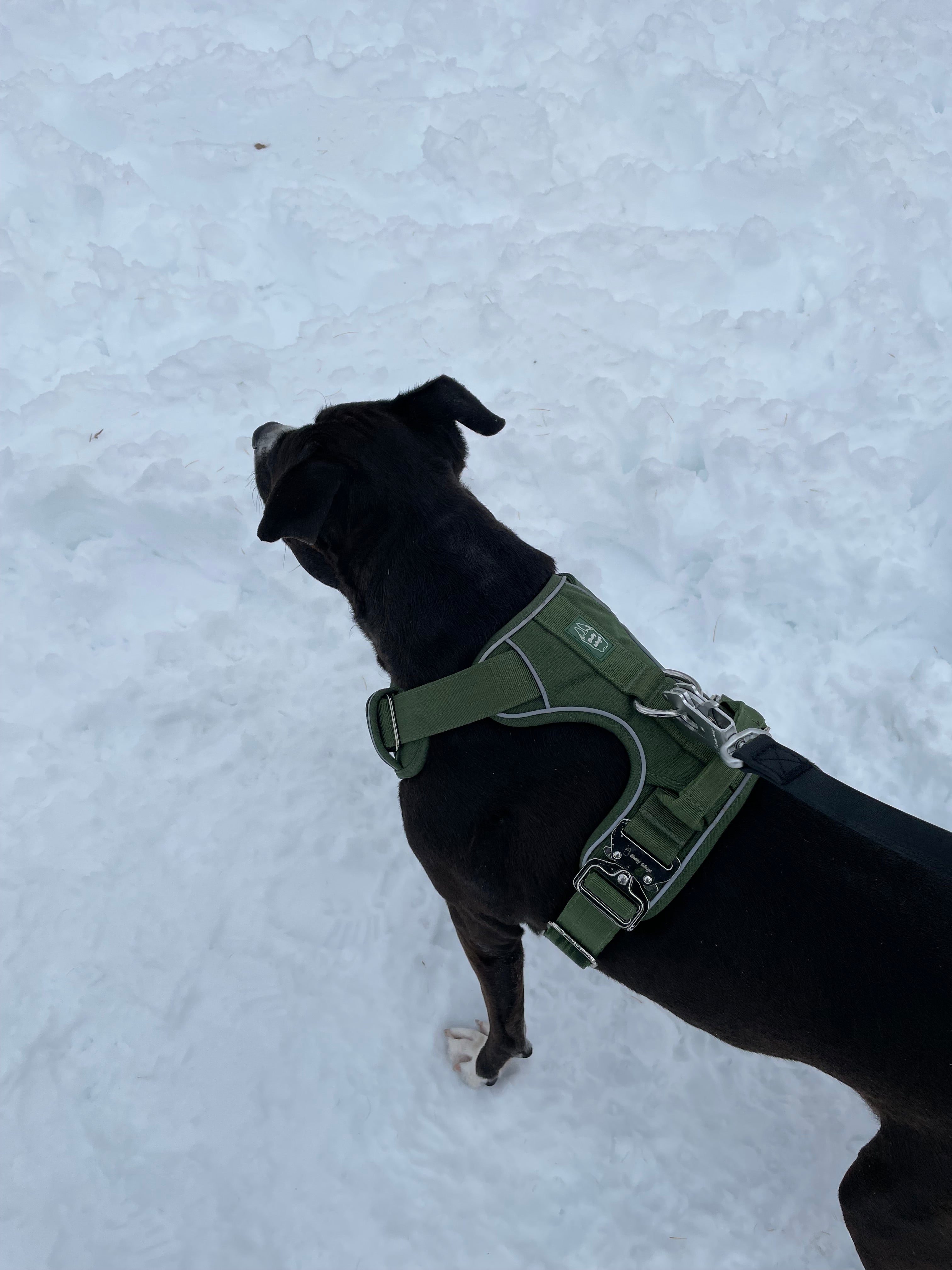 Black dog wearing a green harness on a snowy ground