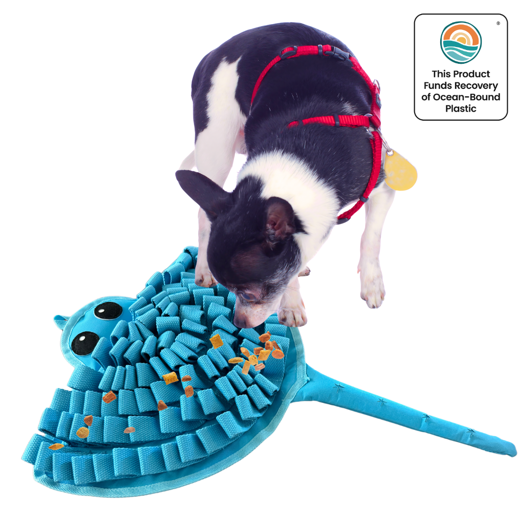 Dog playing with a blue dog toy shaped like a stingray on a white background