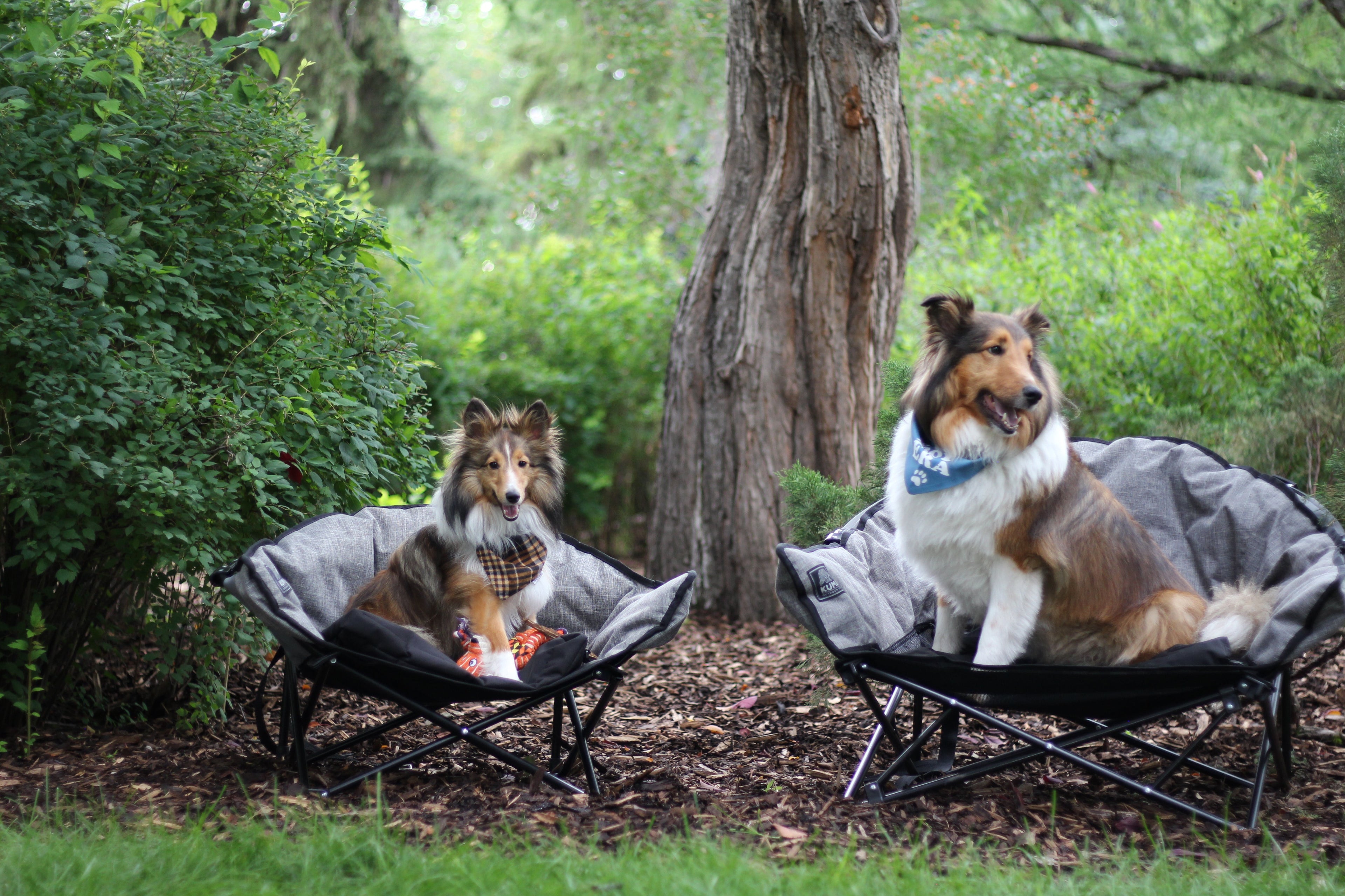 Two dogs sitting in outdoor camping chairs on a wooded lawn, with green foliage and trees in the background.