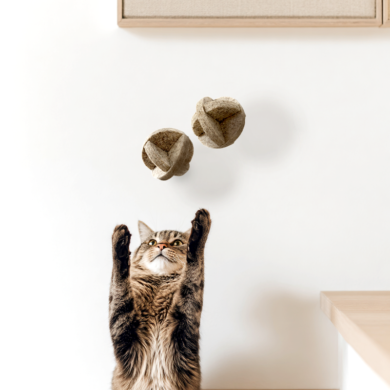 Cat playing with two felt cat toys on a white wall.