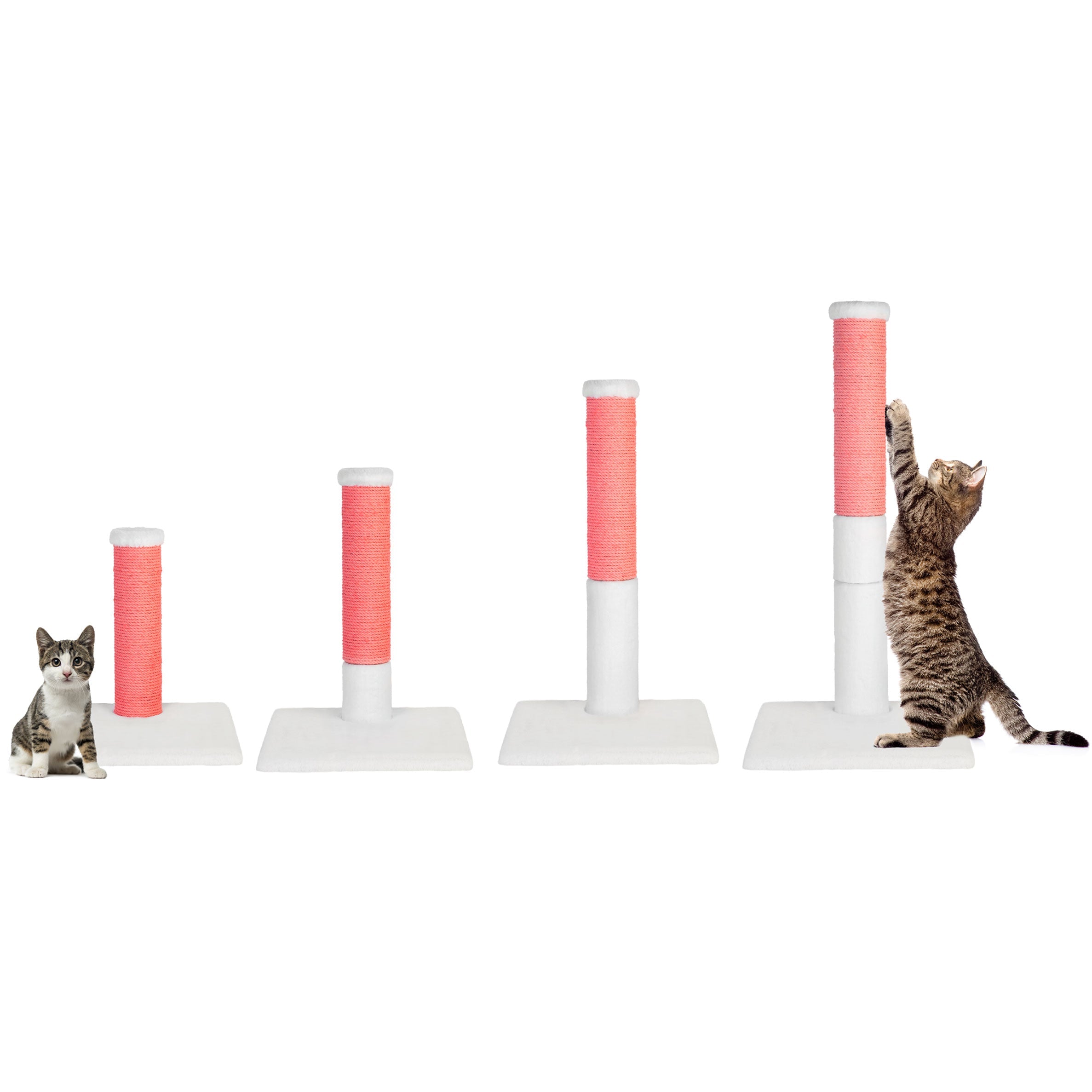 Cat playing with a set of cat scratching  posts on a white background