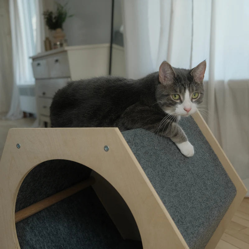 Cat lounging on a wooden pet bed in a home setting.