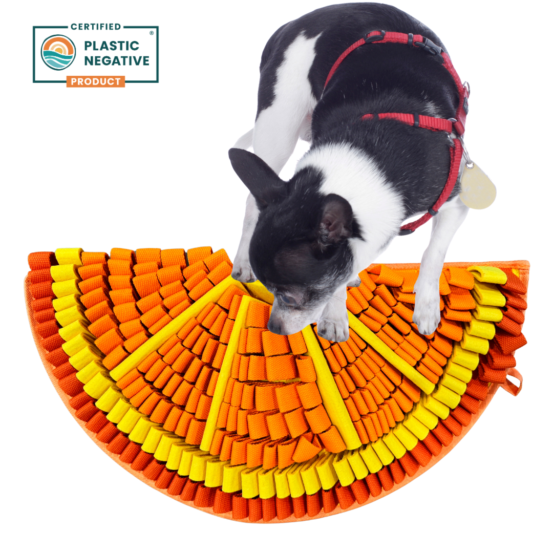 Dog playing with a colorful, semi-circular mat on a white background