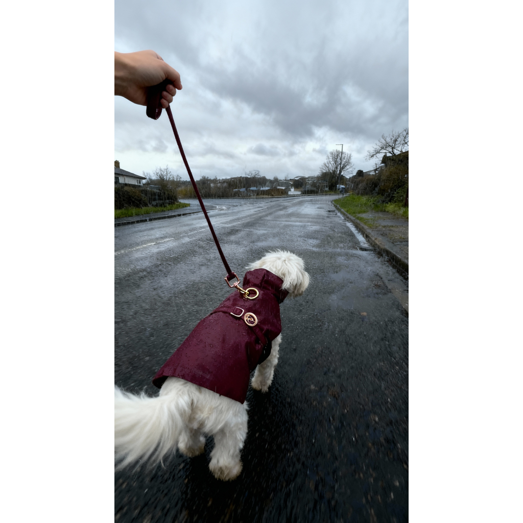Small white dog wearing a burgundy raincoat on a leash, walking on a wet road.