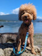 Brown dog with a blue leash sitting on rocks by a body of water.