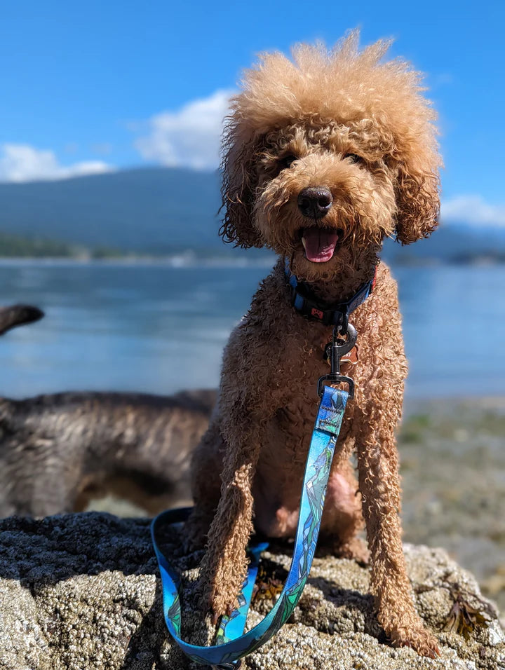 Brown dog with a blue leash sitting on rocks by a body of water.