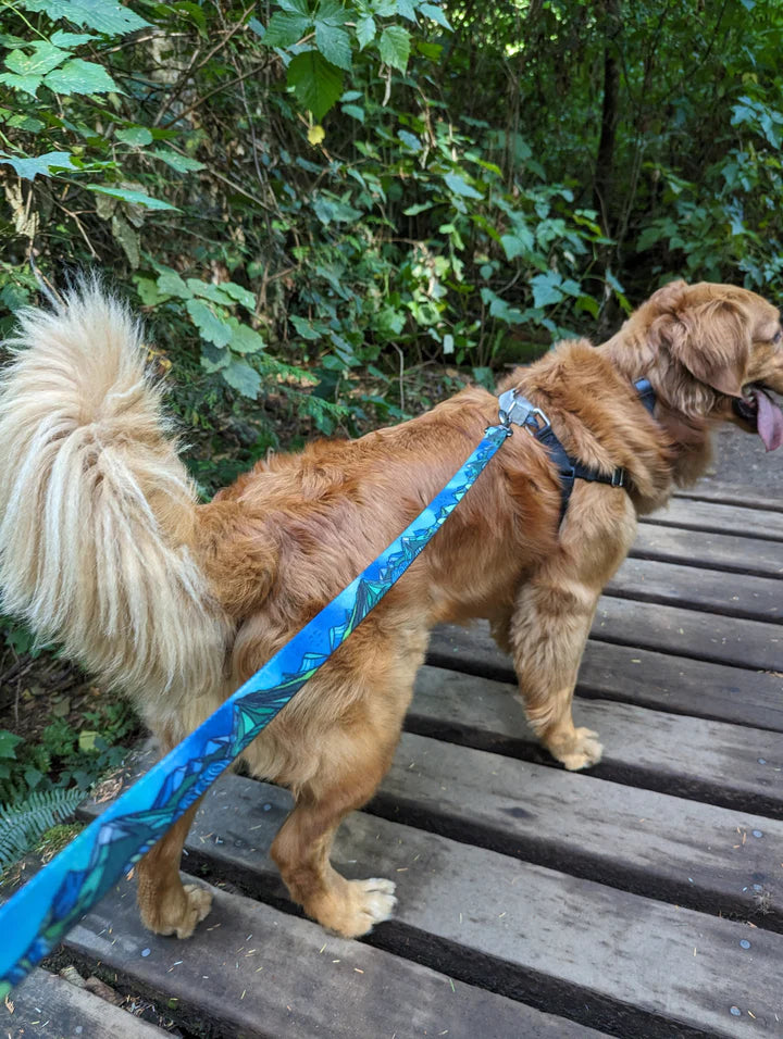 Dog on a leash standing on a wooden deck with greenery in the background