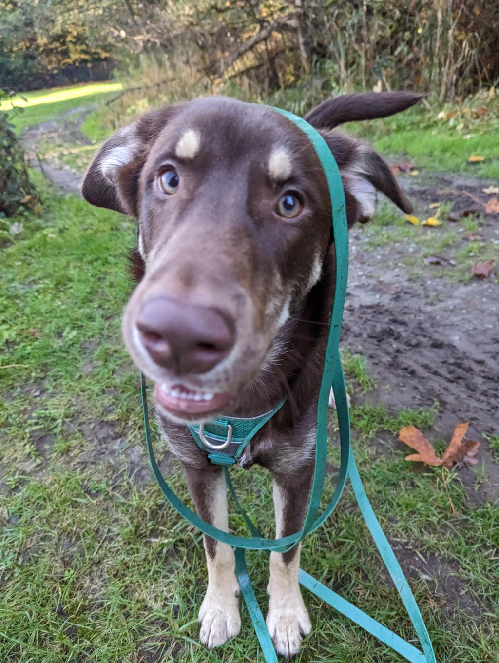 Dog on a leash with a curious expression in an outdoor setting