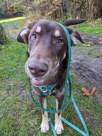 Dog on a leash with a curious expression in an outdoor setting