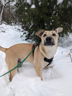 Dog standing in the snow with trees in the background