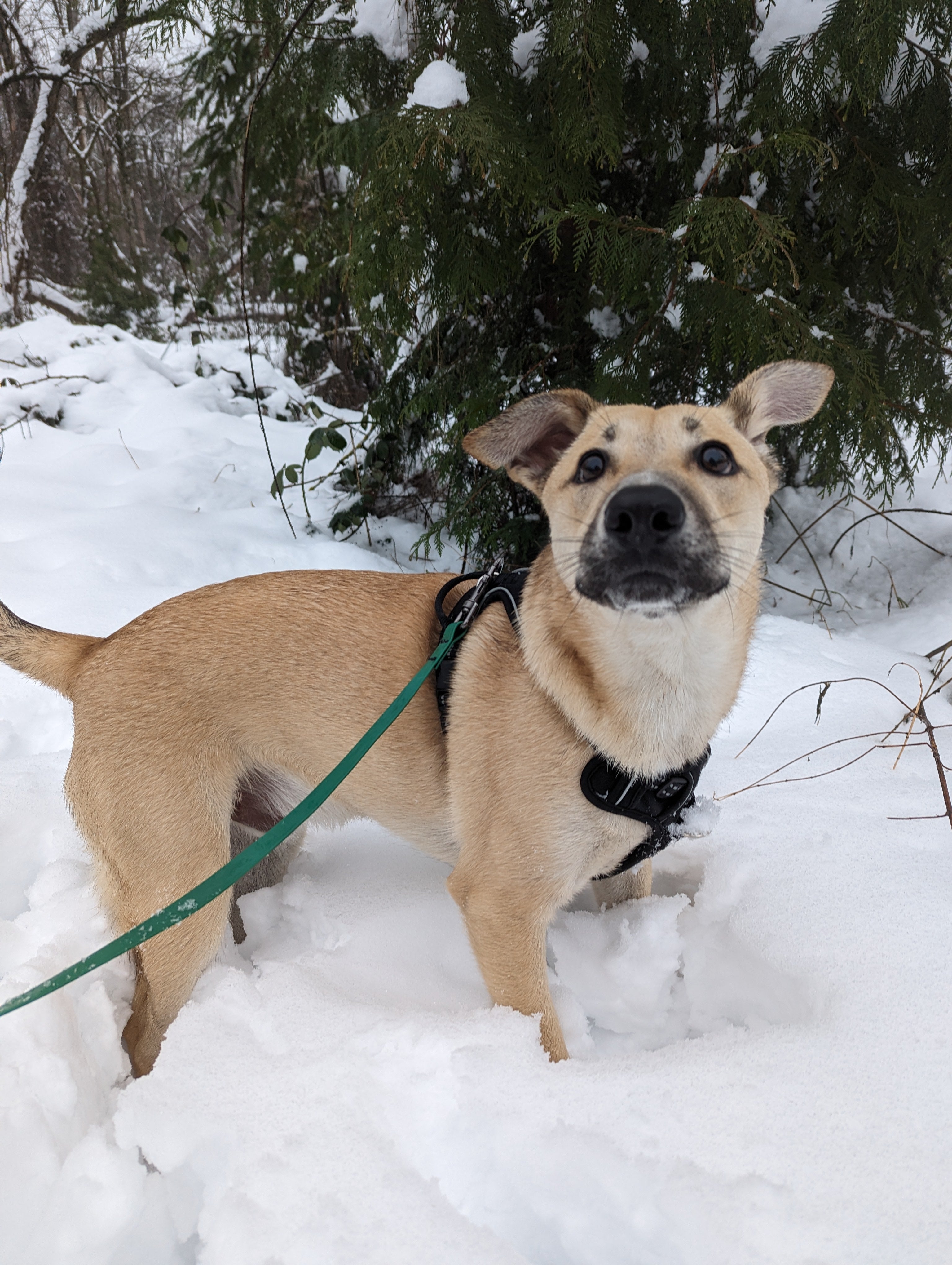 Dog standing in the snow with trees in the background