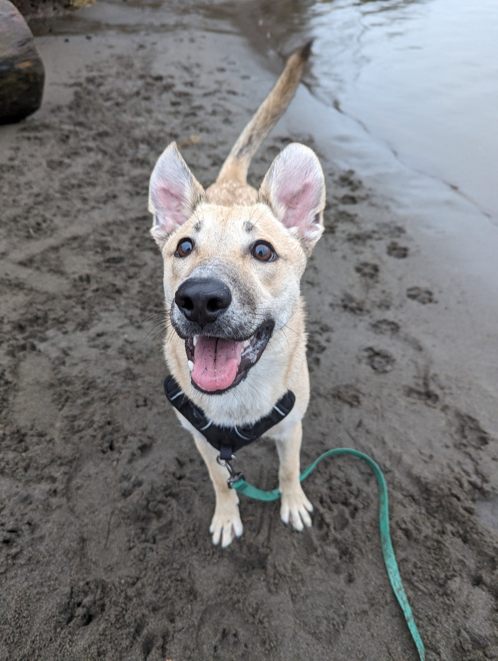 Dog standing on a sandy beach with water in the background