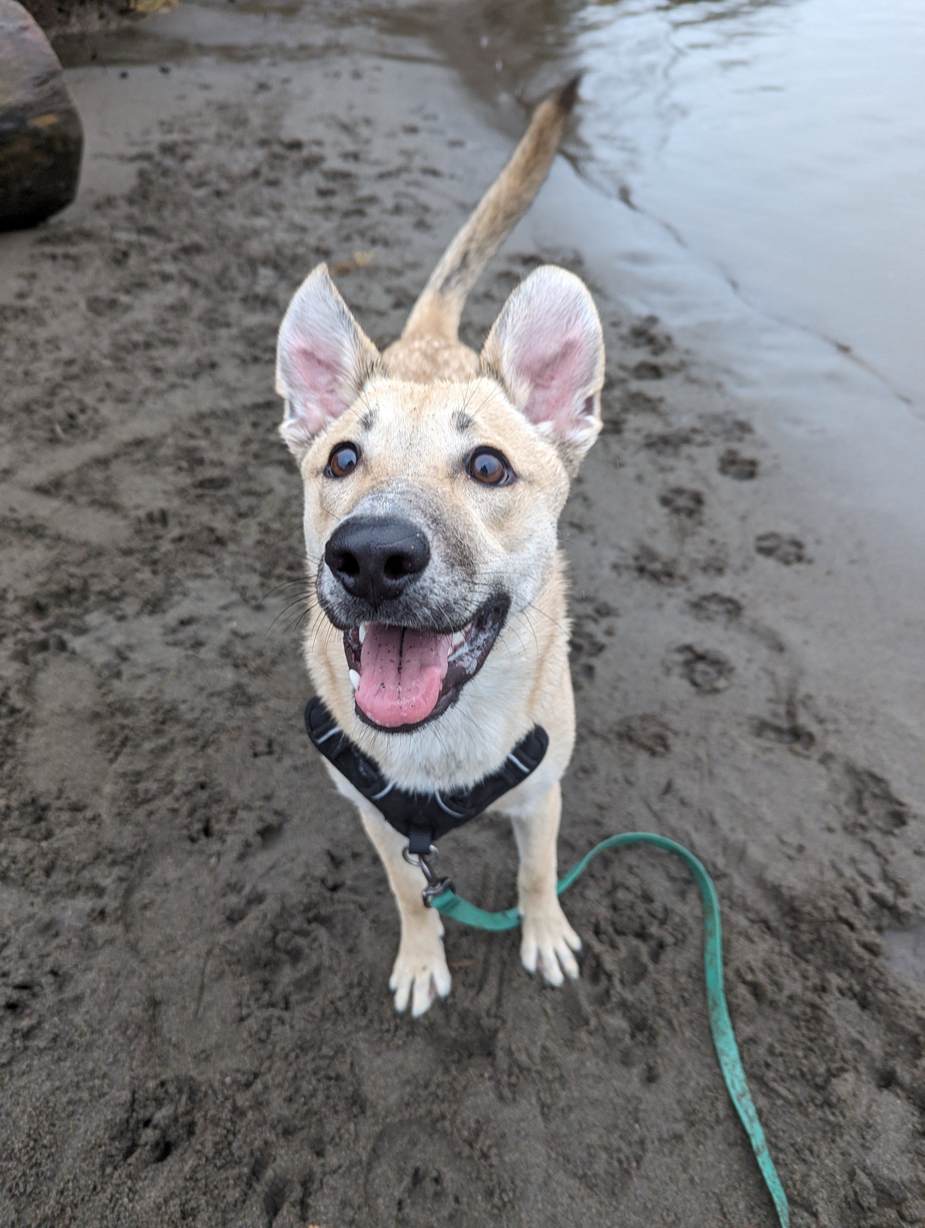 Dog standing on a sandy beach with water in the background