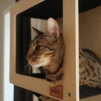 Cat peeking out from a wooden cabinet with 'noba' label