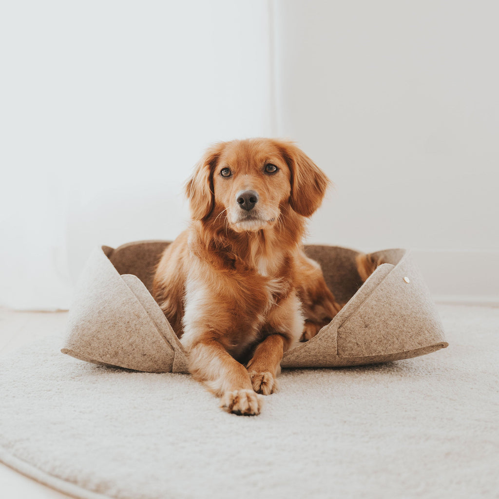 Dog sitting on a pet bed with a plain background
