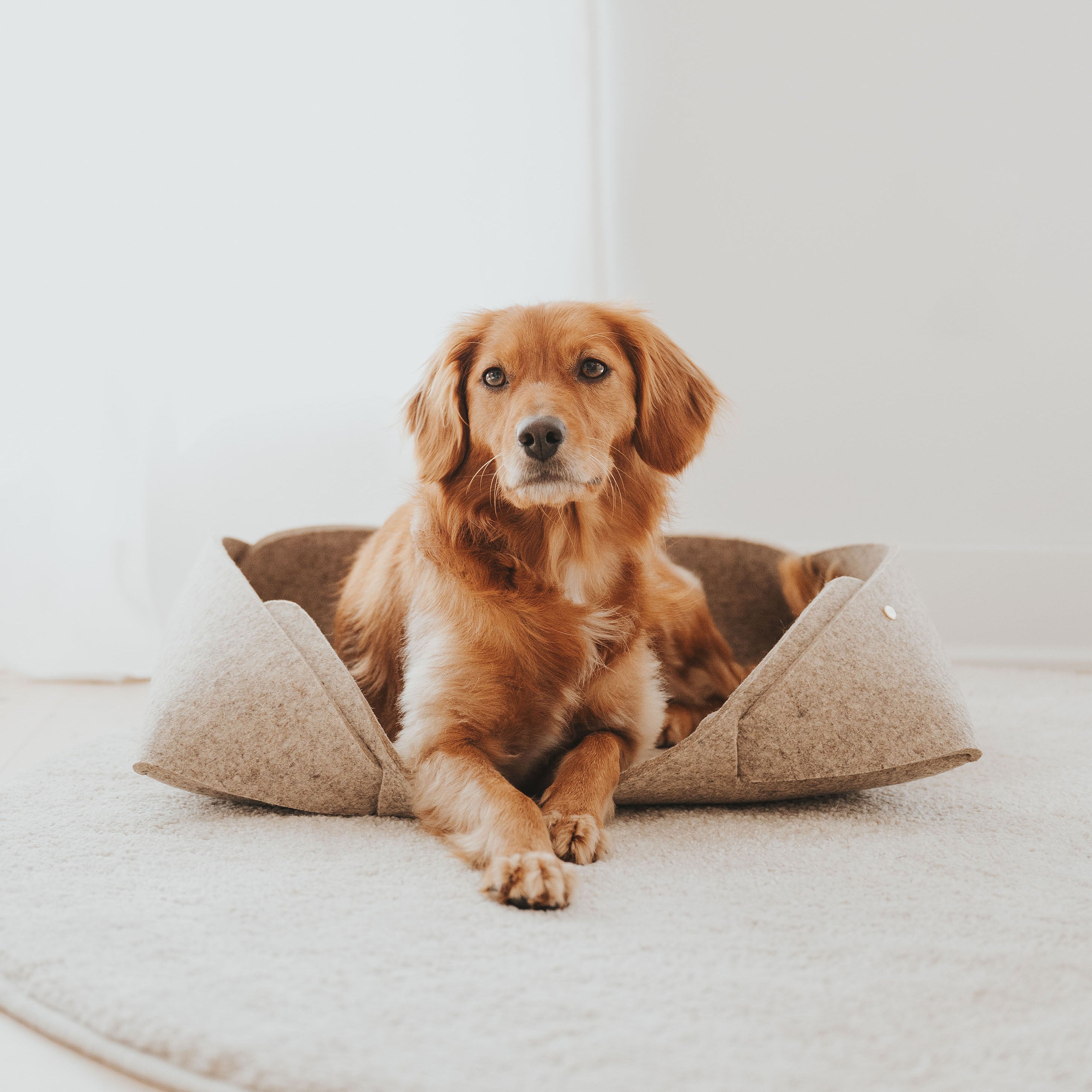 Dog sitting on a pet bed with a plain background