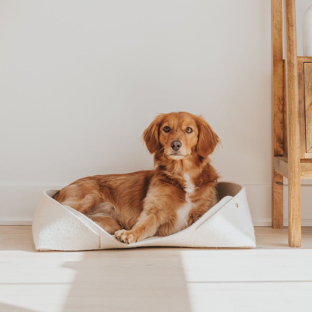 Dog lying on a white pet bed in a minimalistic room.