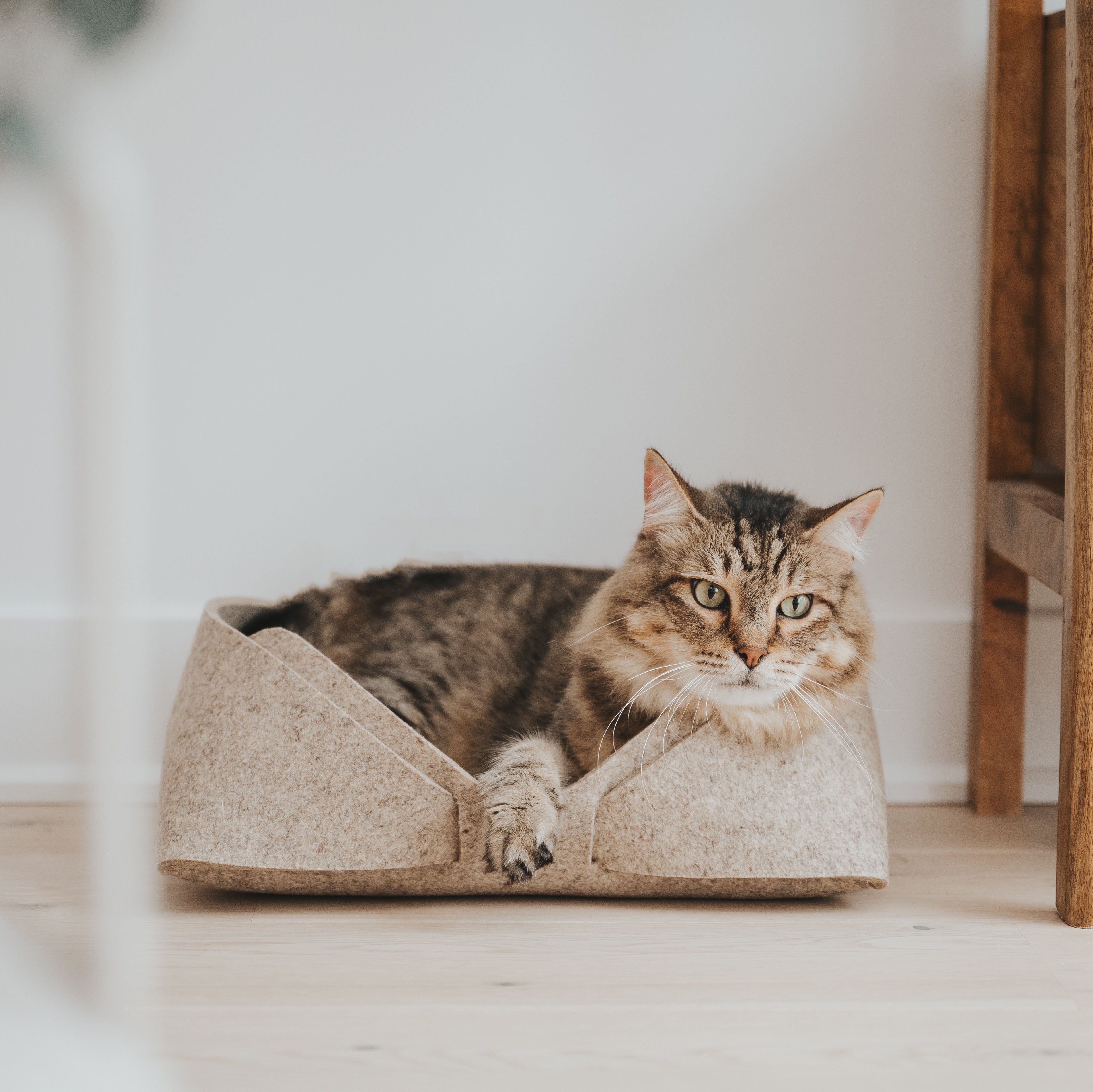 Cat sitting in a beige cat bed on a wooden floor.