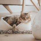 Cat sittingin a white pet bed in a cozy indoor setting