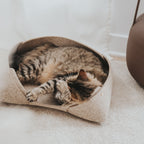 Cat lying inside a felt pet bed on a carpeted floor.