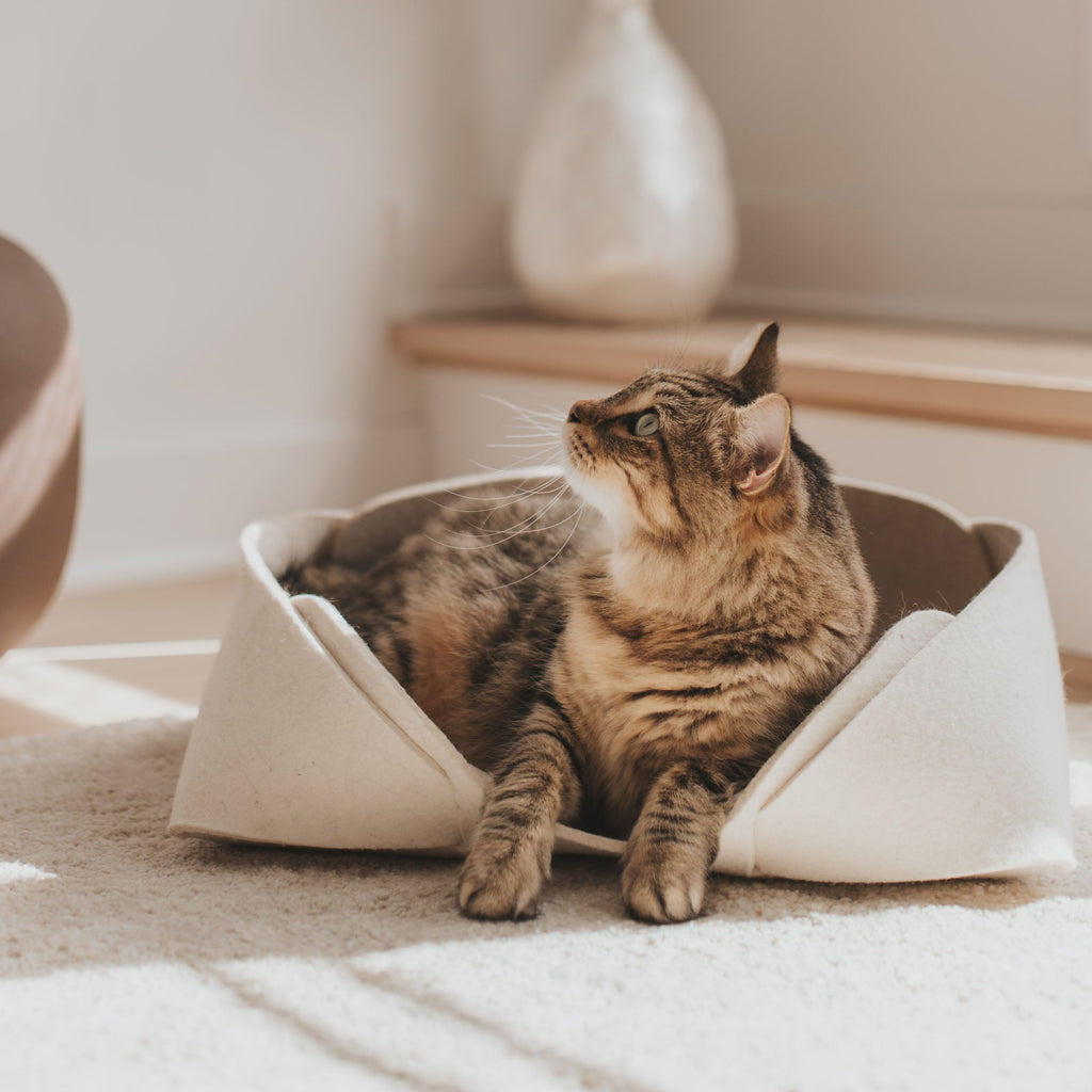 Cat sitting inside a white pet bed on a soft surface with a blurred background