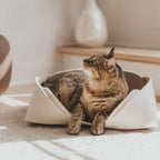 Cat sitting inside a white pet bed on a soft surface with a blurred background