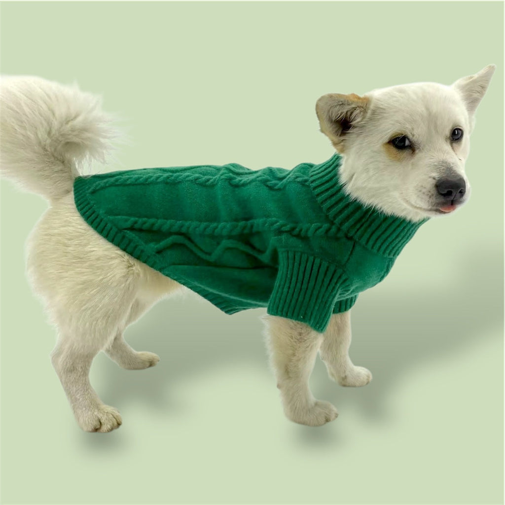 Dog wearing a green sweater on a light green background