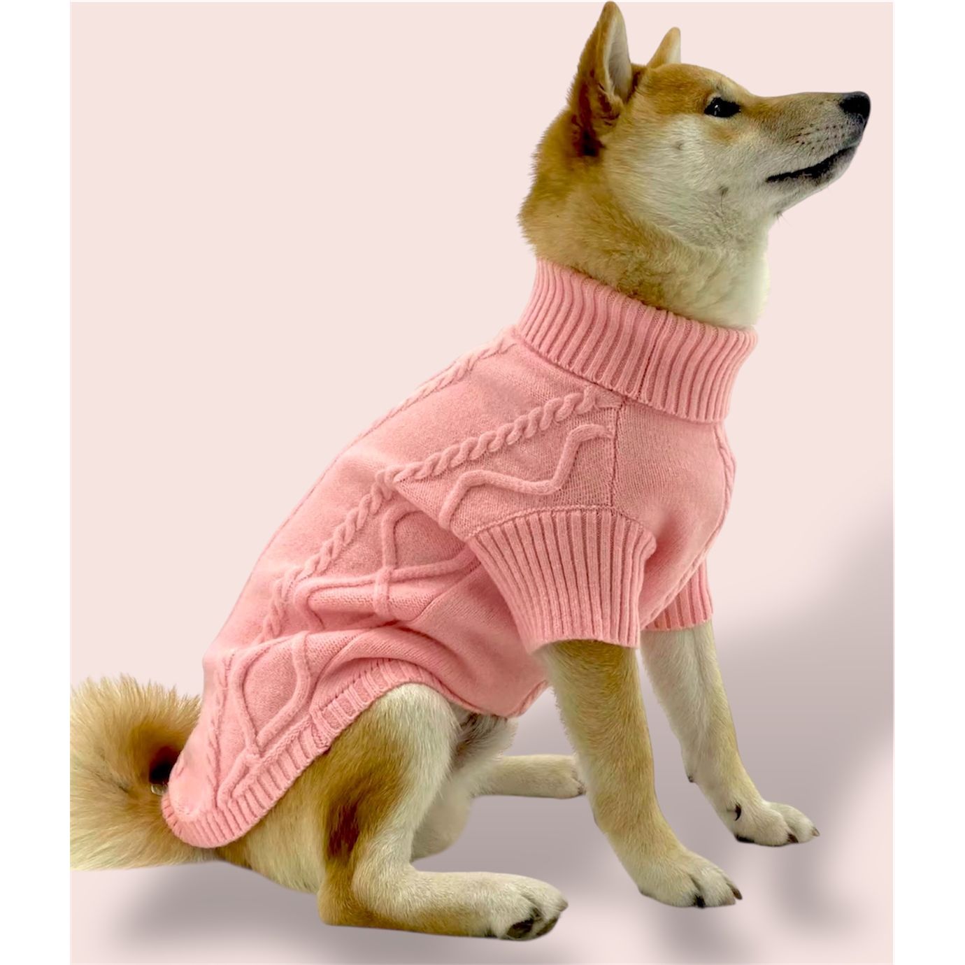 Dog wearing a pink sweater on a light pink background