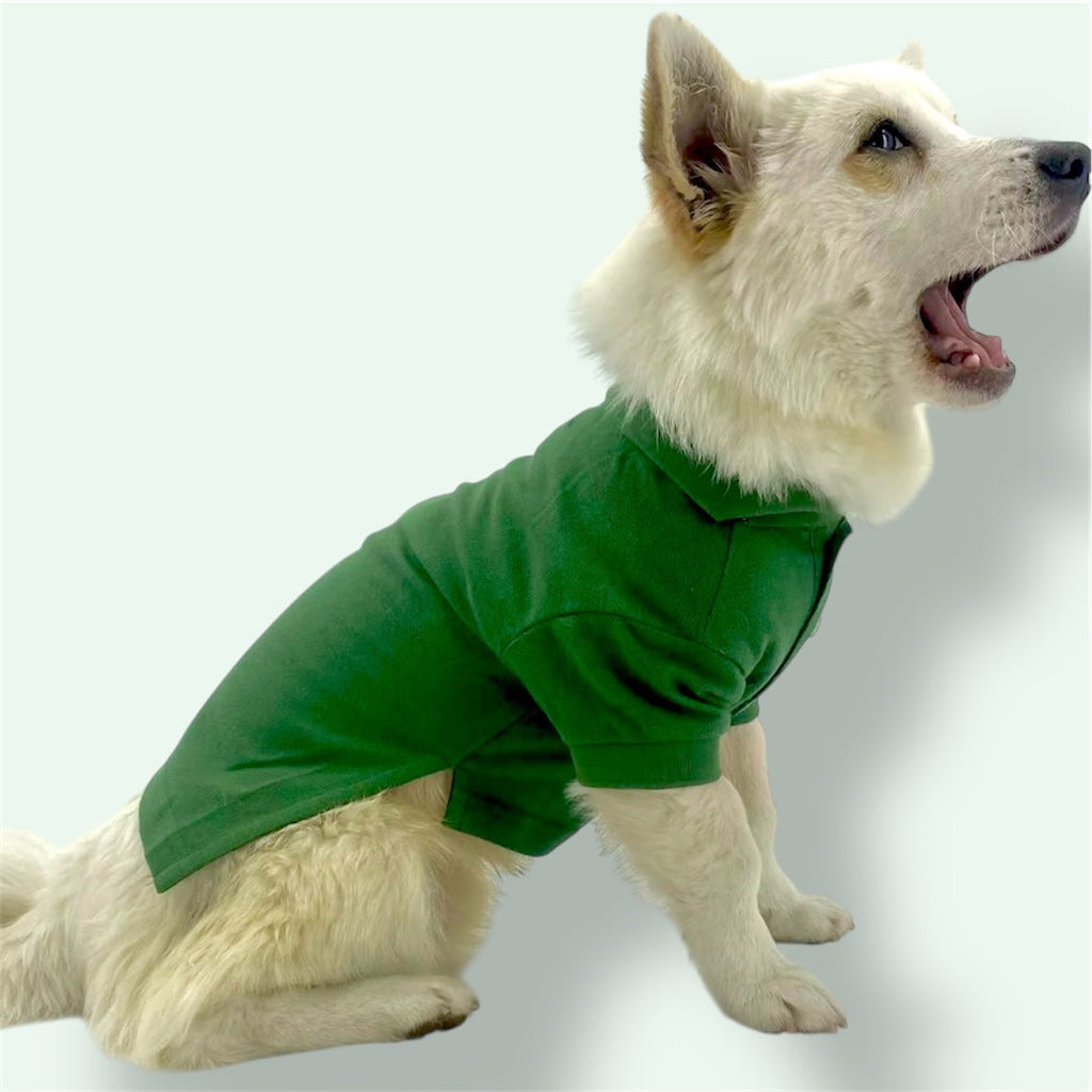 Dog wearing a green sweater on a white background