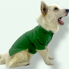 Dog wearing a green sweater on a white background