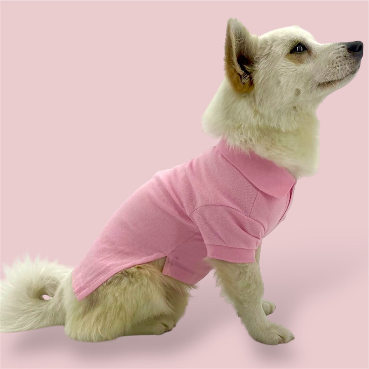 White dog wearing a pink shirt on a pink background