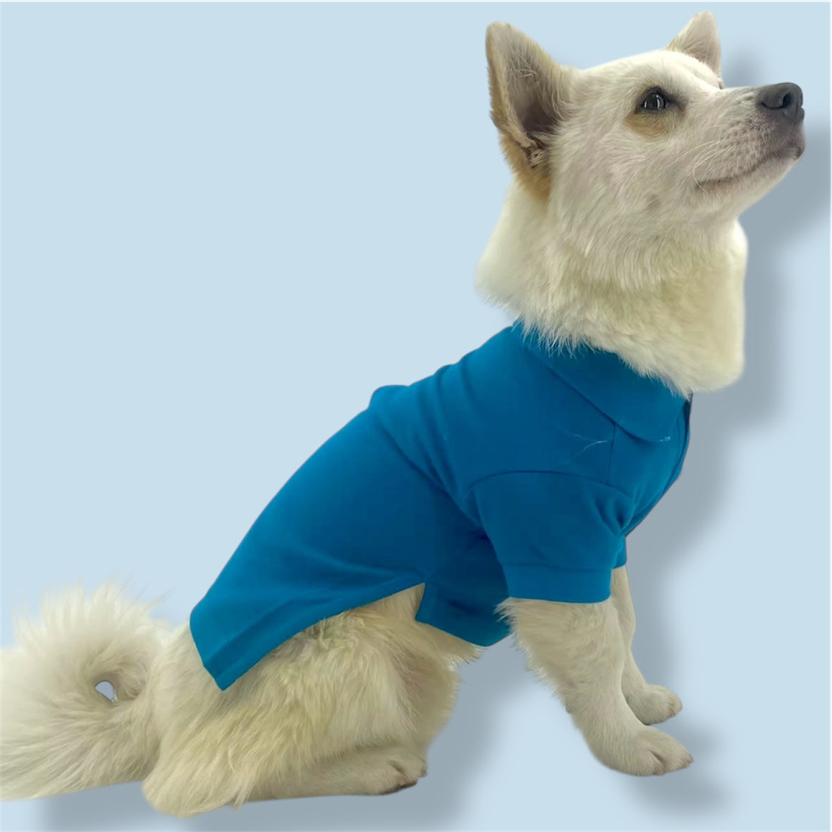 Dog wearing a blue shirt on a light blue background