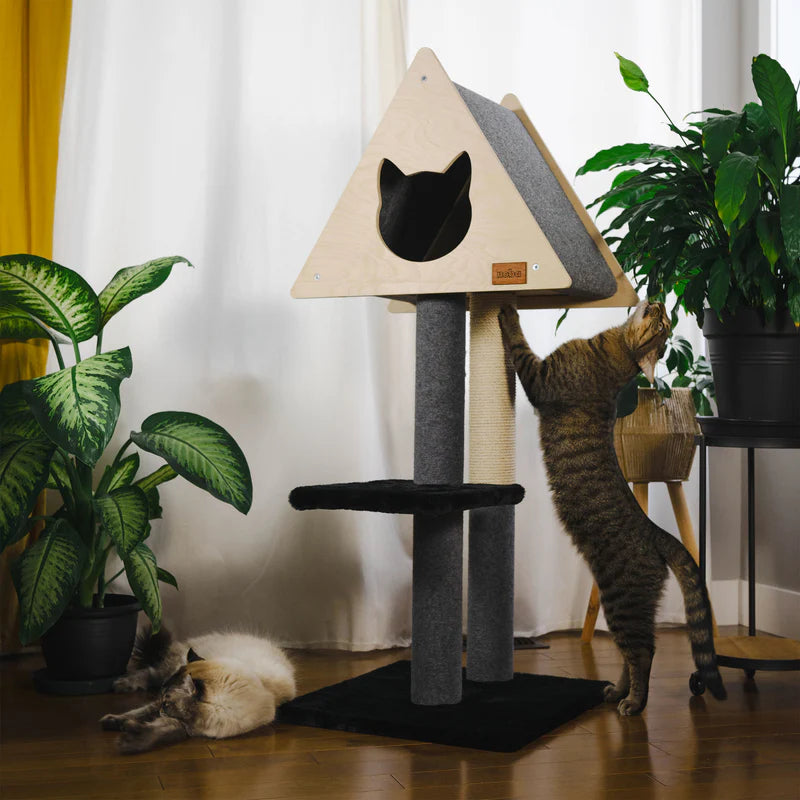 Cat playing with a triangular cat tree in a home setting with plants and curtains.