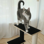 Cat standing on a black and wooden cat tree with white curtains in the background