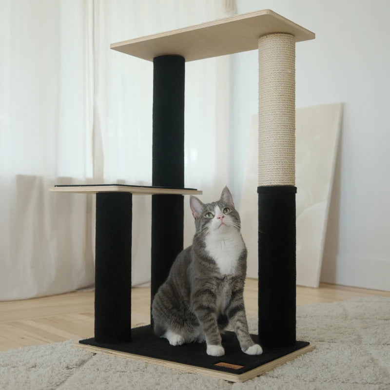 Cat sitting on a black and beige cat tree in a room with light-colored walls and wooden floor.