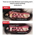 Before and after comparison of a dog's teeth with text and a quote from Emily Harris.
