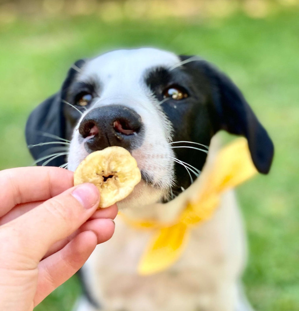 Dog eating a Banana Chips dog treats