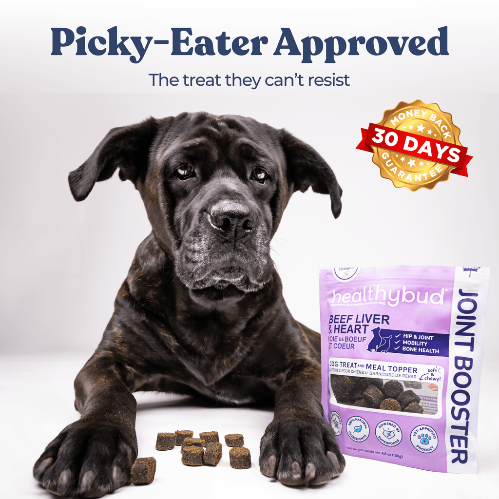 Dog with a package of Healthybud Joint Booster treats on a white background