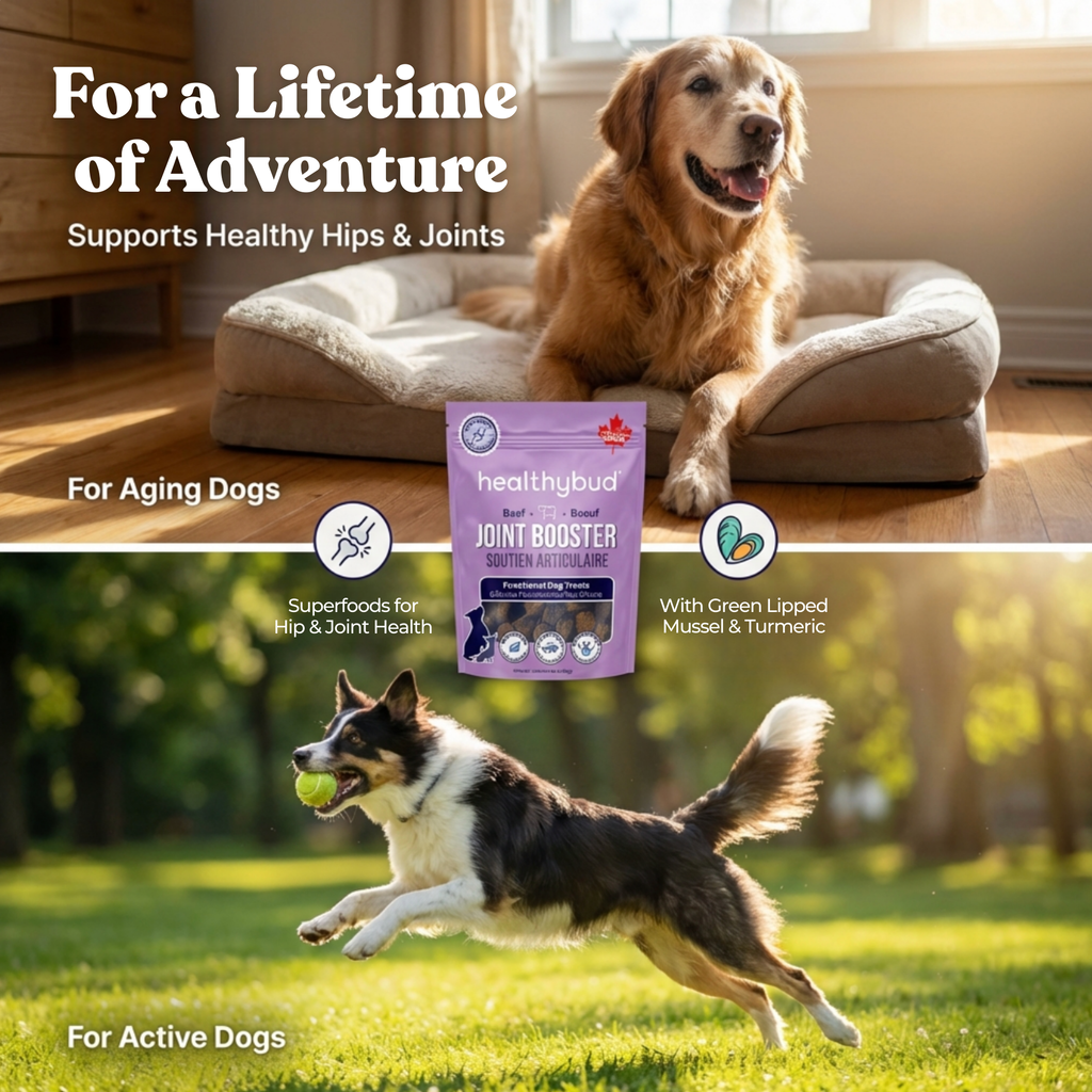 Dog on a cushion with 'healthybud' joint supplement packaging, text about joint health support.