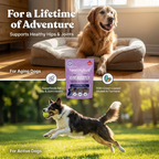 Dog on a cushion with 'healthybud' joint supplement packaging, text about joint health support.