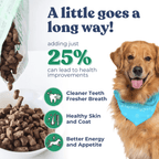 Dog with a blue bandana next to a bowl of dog food with text about health improvements.
