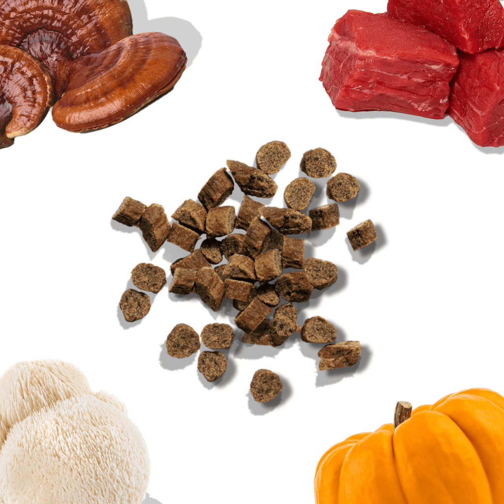Collage of dried mushrooms, raw meat, dog food kibble, and a pumpkin on a white background
