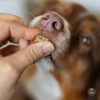 Dog being fed a treat by a hand with a blurred background