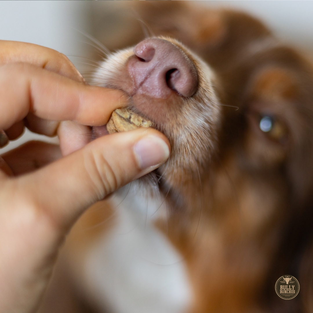 Dog being fed a treat by a hand with a blurred background