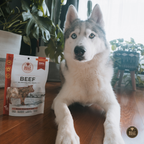A husky dog lies on a wooden floor next to a bag of Bullseye Beef dog food, with indoor plants and a bright window in the background.